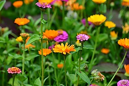 萬壽菊,zinnias,園林花卉