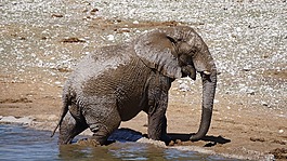 動物世界,哺乳動物,性質(zhì)