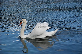 天鵝,動(dòng)物,白