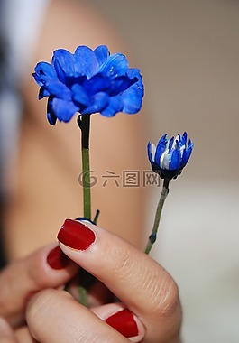 花,花束,葉