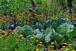 白菜,花園,蔬菜種植