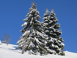 冬天,杉木,雪