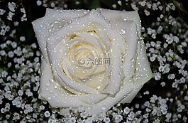 花,花束,葉