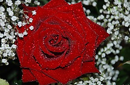 花,花束,葉