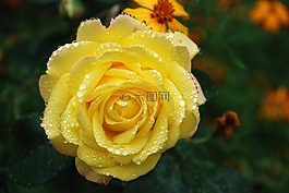 花,花束,葉