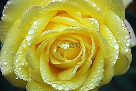 花,花束,葉