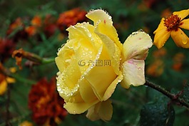 花,花束,葉