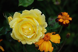 花,花束,葉
