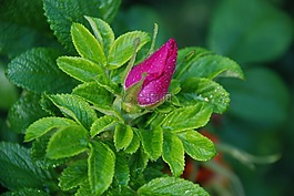 花,花束,葉