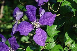 花,花束,葉