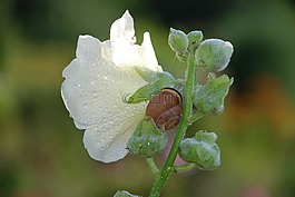 動(dòng)物,花,花束