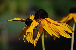 花,花束,葉