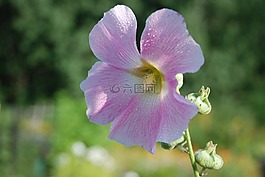 花,花束,葉