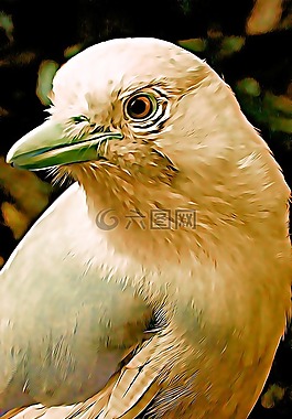數(shù)字,圖形,鳥