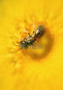 黃蜂,昆蟲,夏季