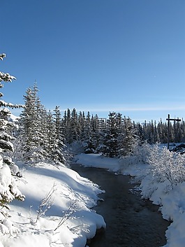 雪,樹,溪