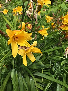 百合花,黄色,鲜花