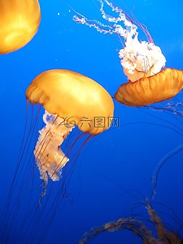 海蜇,海洋,海