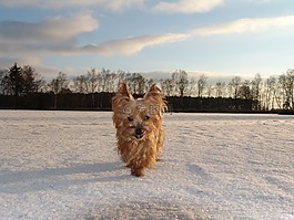 約克郡,小獵犬,狗