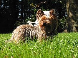 狗,競賽,動物