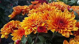 菊花,鮮花,花