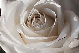 白,玫瑰,鮮花