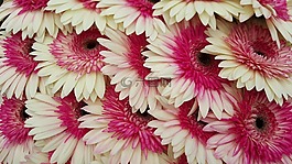 扶郎,非洲菊,羅莎