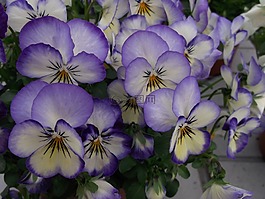 中提琴,紫,花