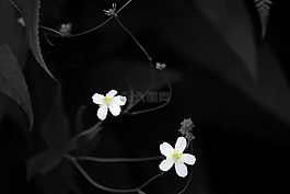 花,性質(zhì),宏