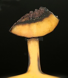香蕉,香蕉核心,水果