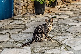 猫,动物,户外
