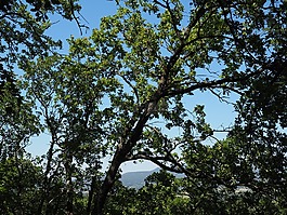 樹(shù),橡樹(shù),森林