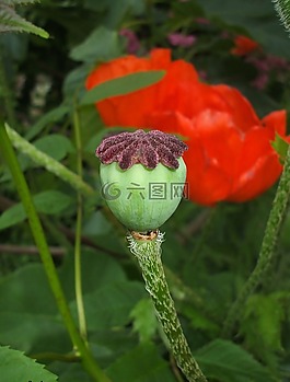 鮮花,罌粟,性質