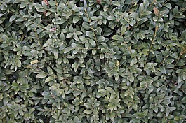 籬笆,生活,花園