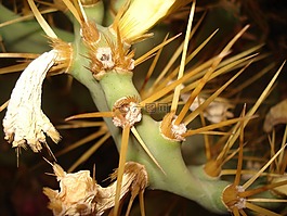 仙人掌,花,亞利桑那