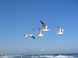 波羅的海,海鷗,海