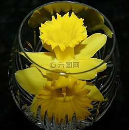 喇叭花,黃水仙,花瓶