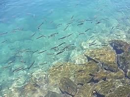 魚(yú),海,海洋