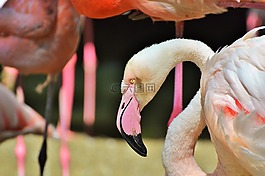 弗拉明戈,鳥(niǎo),粉紅色