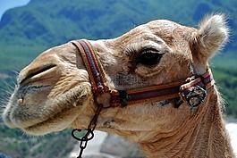 動物,駱駝,動物園