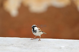 麻雀,鳥(niǎo),自然