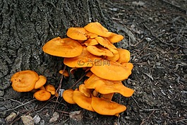 蘑菇,菌類,有毒