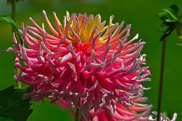菊花,開花,關(guān)閉