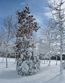 樹,雪,冬天