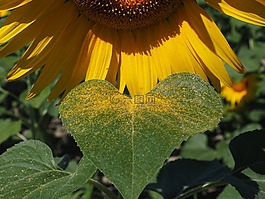花粉,太陽(yáng)花,花序