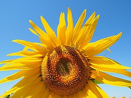太陽花,花,開花