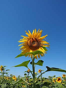 太陽(yáng)花,花序,花籃