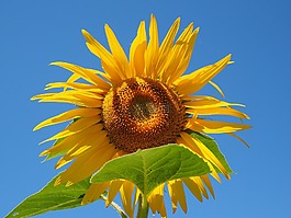 太陽(yáng)花,花序,花籃