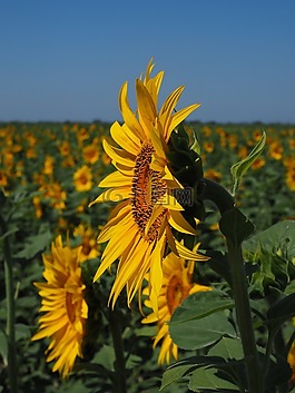 太陽(yáng)花,花序,花籃