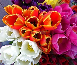 郁金香,春,鮮花